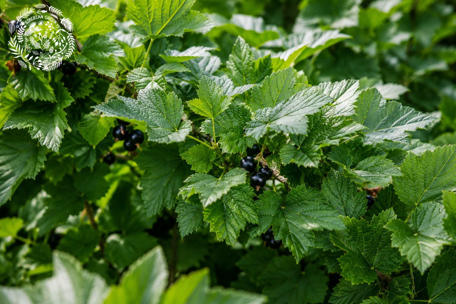 Black Currant Leaf Tea Benefits Australia: Why Altai Black Currant Leaves Are Becoming a Favourite Herbal Tea