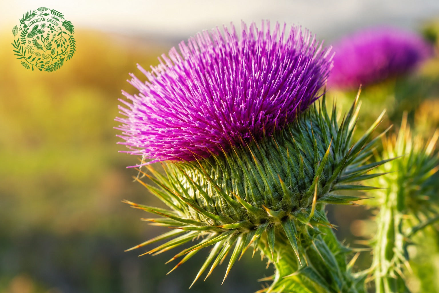 buy milk thistle Australia