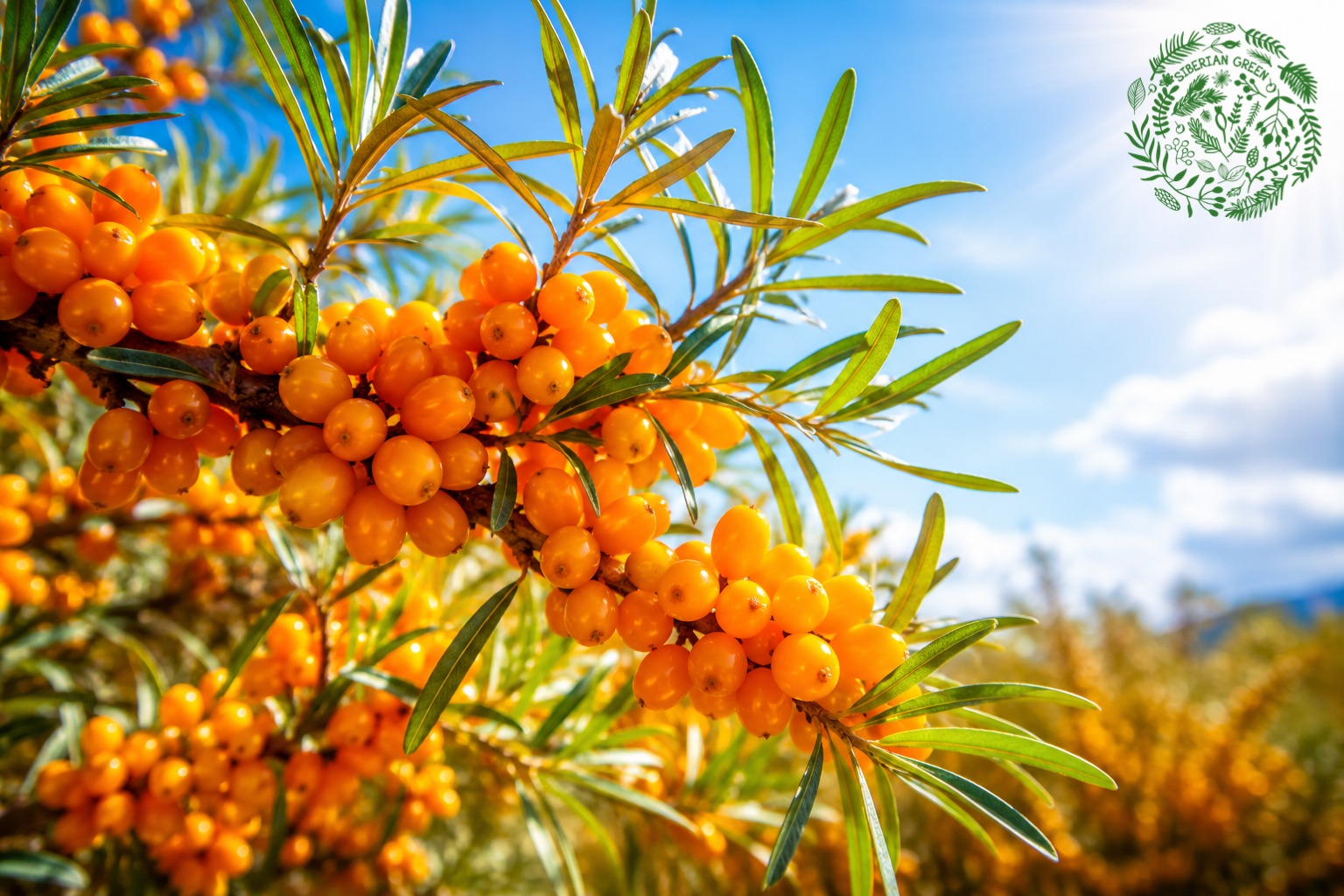 wild harvested sea buckthorn AU