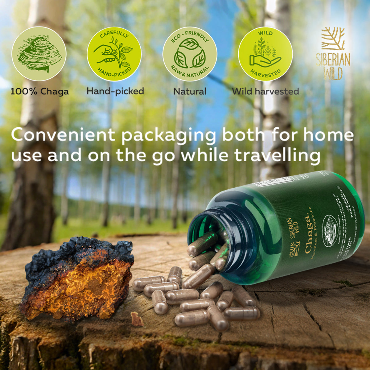 Siberian Wild Chaga Mushroom – 1500mg Capsules for Immunity Booster Chaga