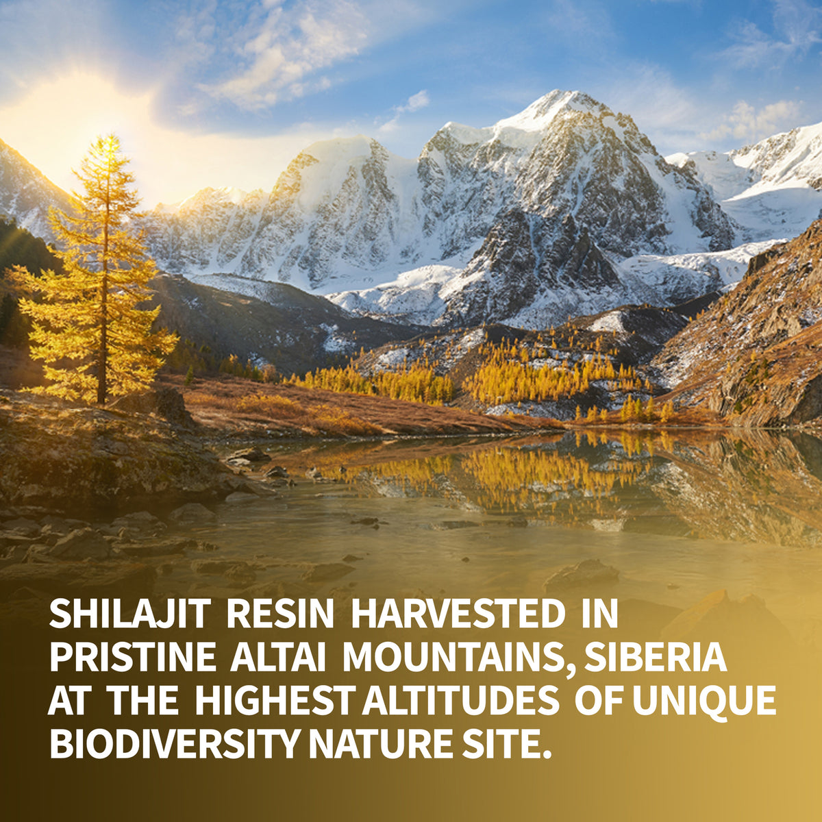 Shilajit 120 Dry Drops Altai "Golden Mountains" Siberian Green